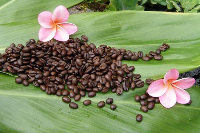 10 Interesting Facts about Kona Coffee - Shaka Time Hawaii