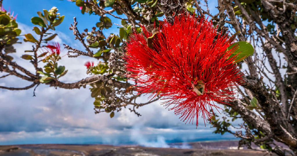 The Lehua Love Story: A Hawaiian Myth Blooms in August - Shaka Time Hawaii