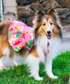 Dog Hawaiian Sundress Fashion Plumeria