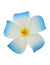 Large Plumeria White Blue Flower Hair Clip